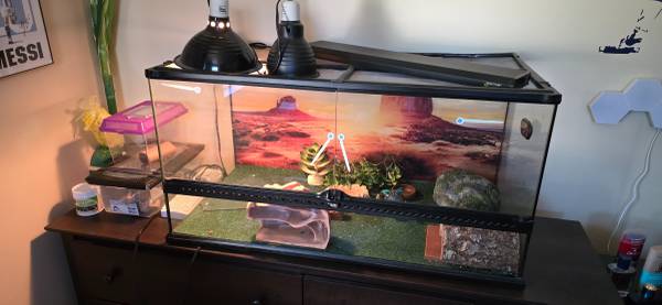 Gecko leopardo busca nuevo hogar (Carnegie, PA)63624406735361123