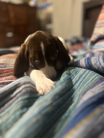 Walker hound mixed puppy (Rincon)64146956263811124