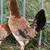 Roundhead Pair 3 thumbnail