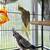 two cockatiels 1 thumbnail
