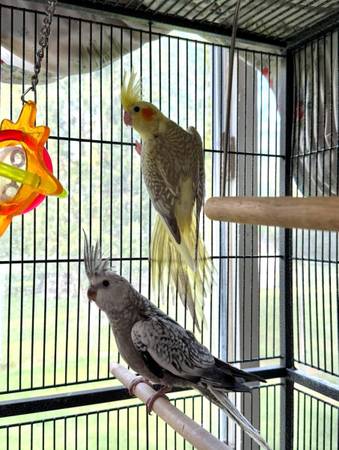 two cockatiels 1