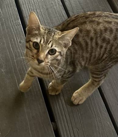 Savannah kittens (Madison)63924865740547120
