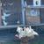 Pigeons White homers 6 thumbnail