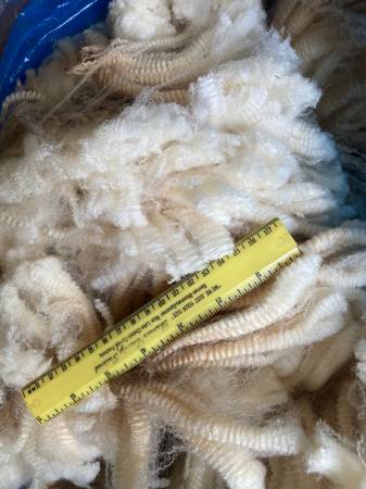 Half Merino, half Romney ram lamb - $150 (Sand Creek)62971058151043122