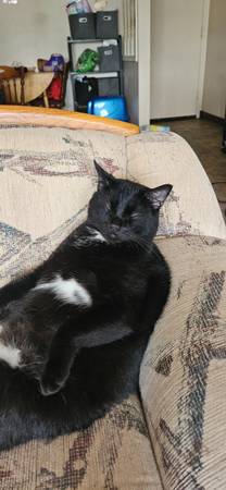 1 year old neutered cat (Indianola)63671554673667120