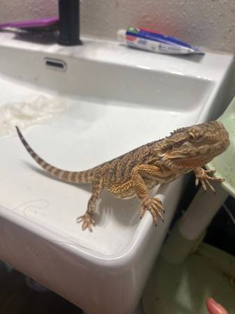 Bearded dragon 1