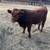 March & April calves 3 thumbnail