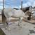 Jackpot Head/Heel Grey Gelding 3 thumbnail