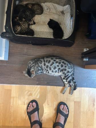 Bengal Kittens! (Santa fe)63822829930243122