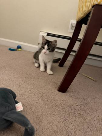 9 weeks old kitten (San Jose)526792043927982085