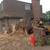 TREE SERVICE & STUMP REMOVAL, TRIMMING - BREWER TREE SERVICE 6 thumbnail