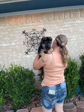 AKC German shepherds (Pasadena)63859317645697123