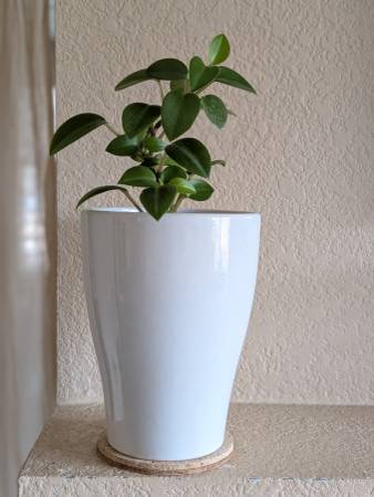 Healthy Beautiful Indoor Plant ( Peperomia) 1