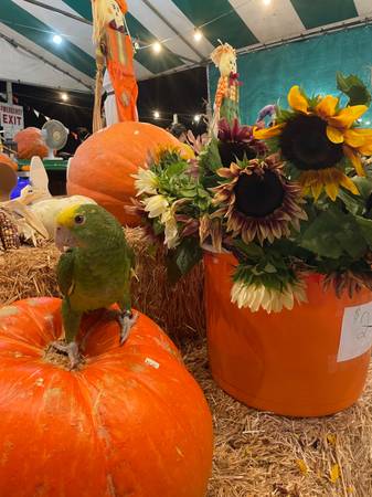 Double Yellow Head Amazon (San Diego)64297350697986122