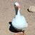 Geese 2 thumbnail