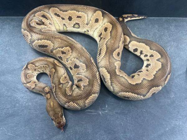 Rehoming ball pythons63975492938882124
