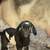 Milk Goats in Milk - Dairy Goats $950 for the herd 3 thumbnail