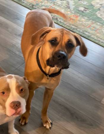 2 year old pit/boxer (New Market)63618994837761122
