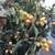 various trees and plants for sale 5 thumbnail