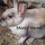 Bunnies/ Conejos 3 thumbnail