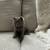 8 week old kittens 2 thumbnail