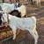 BORREGOS, SHEEPS, CHIVOS, GOATS FOR SALE 9 thumbnail