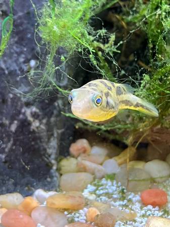 Rehoming Pea Puffer (Bellingham)63613583008641121