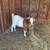 Boer Goat 1 thumbnail