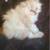 Exotic Himalayan kittens looking for loving homes 7 thumbnail