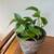 Pothos plant with light variegation 2 thumbnail