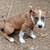 4 month old pit pups needs good home 1 thumbnail