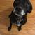 10 year old neutered male Lab Mix 10 thumbnail