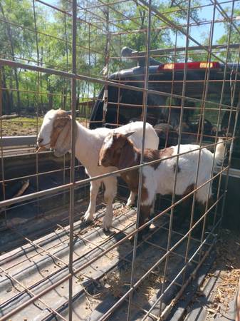 Nanny y macho cabrío Billy en venta - 125 $ (Odenville)63440260456065123