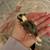 Sugar glider 4 thumbnail