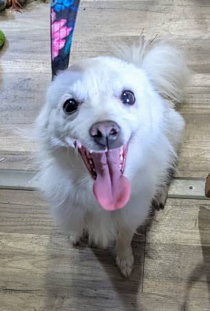 Mini American Eskimo 3 yrs old (Racine)63812569025795123