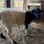 Dorper Sheep 2 thumbnail