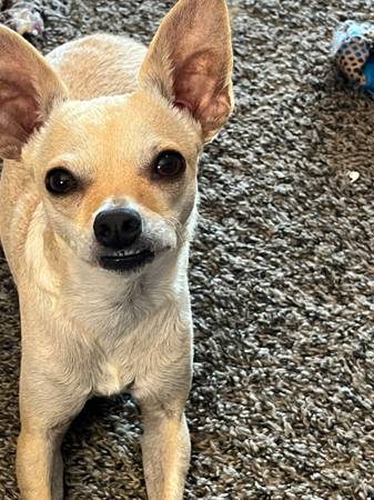Lost dog (Lakeside)63894602991874120
