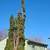 Tree removal, Tree Trimming, Tree Service 7 thumbnail