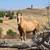 Gorgeous palomino yearling mustang filly!!! 15 thumbnail