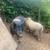 Pigs 3 thumbnail