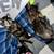 kittens searching for furever homes. 2 thumbnail