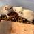 Please save young rats Cardamom & Cinnamon! 1 thumbnail