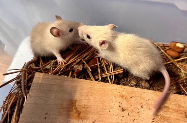Please save young rats Cardamom & Cinnamon! 1