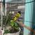 Black hooded siskin / pastel 5 thumbnail