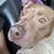 Red Nose Pitbull 1 thumbnail