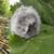 Dwarf Double Mane Lionhead Bunny - Magpie doe 6 thumbnail