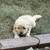 Goldendoodle puppies 2 thumbnail