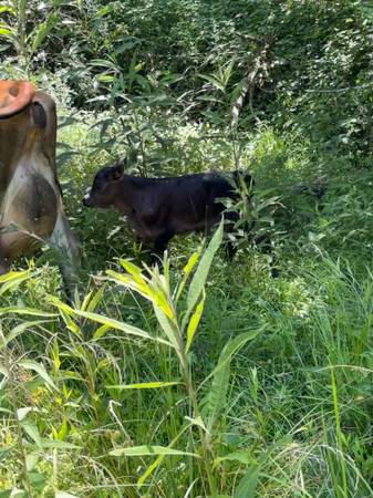 Vaca y ternero Jersey - $3,000 (Pikeville)62969131243905122