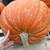 GIANT Pumpkins, organically grown beauties! + Winter Squash:) 6 thumbnail