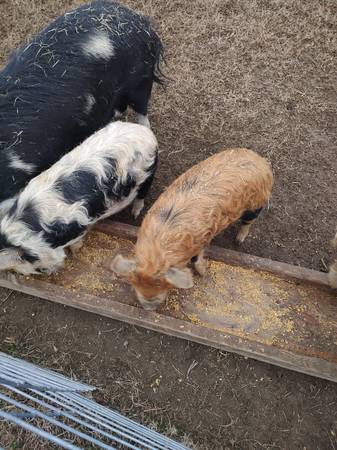 KUNE KUNE PIG 1
